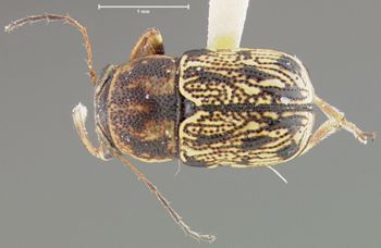 Media type: image;   Entomology 24955 Aspect: habitus dorsal view